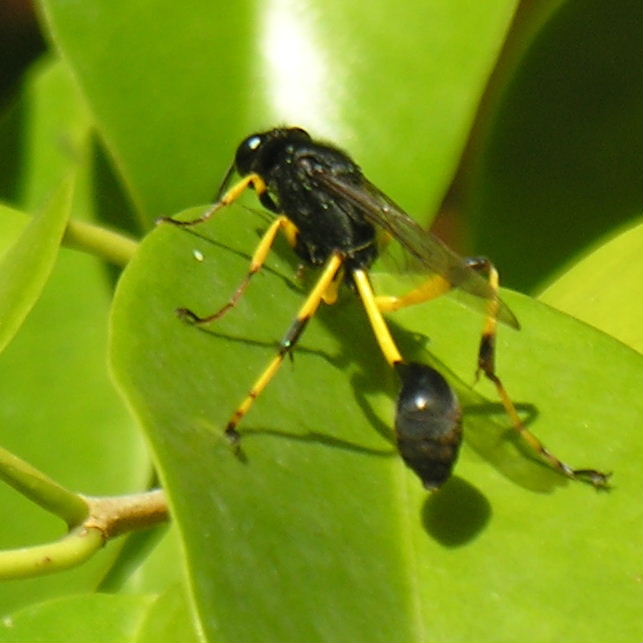 Mud Dauber Wasp Sceliphron spiriflex