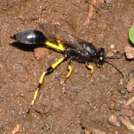 Digger Wasp Sceliphron spiriflex