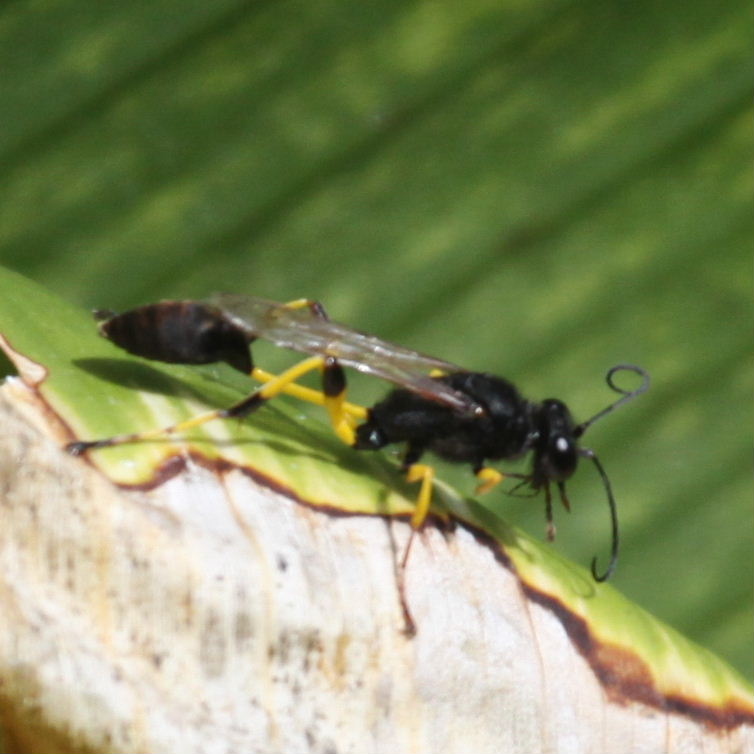 Digger Wasp Sceliphron spiriflex