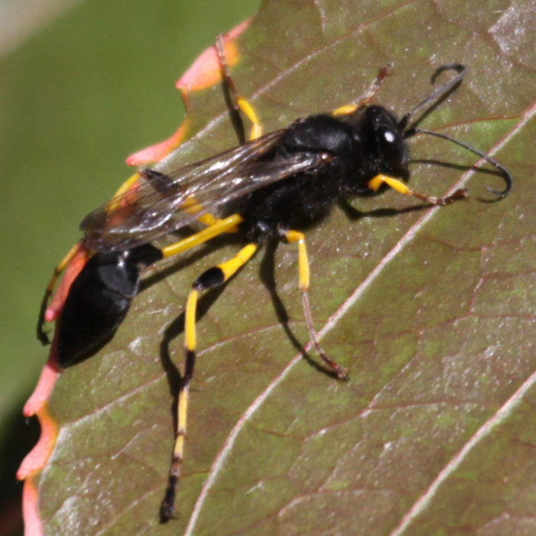 Digger Wasps Sceliphron spiriflex