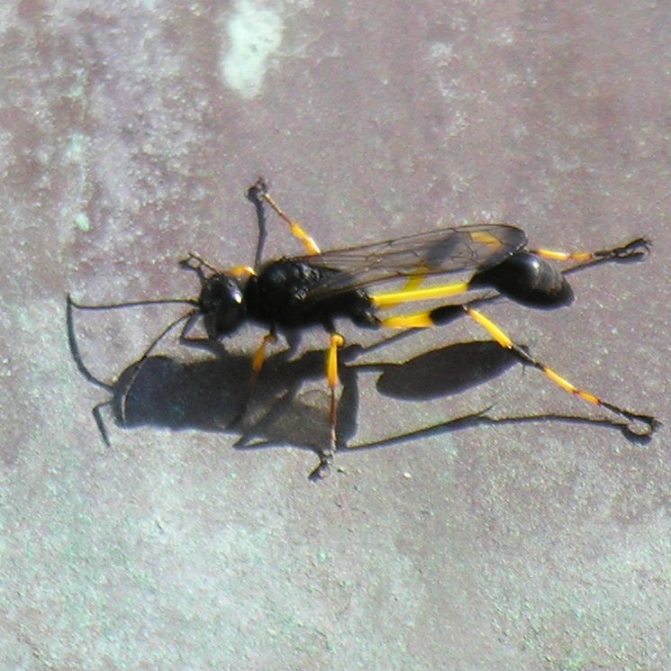 Mud Dauber Wasp Sceliphron spiriflex