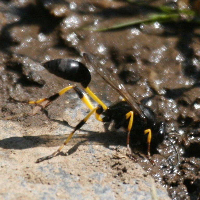 Mud Dauber Wasp Sceliphron spiriflex