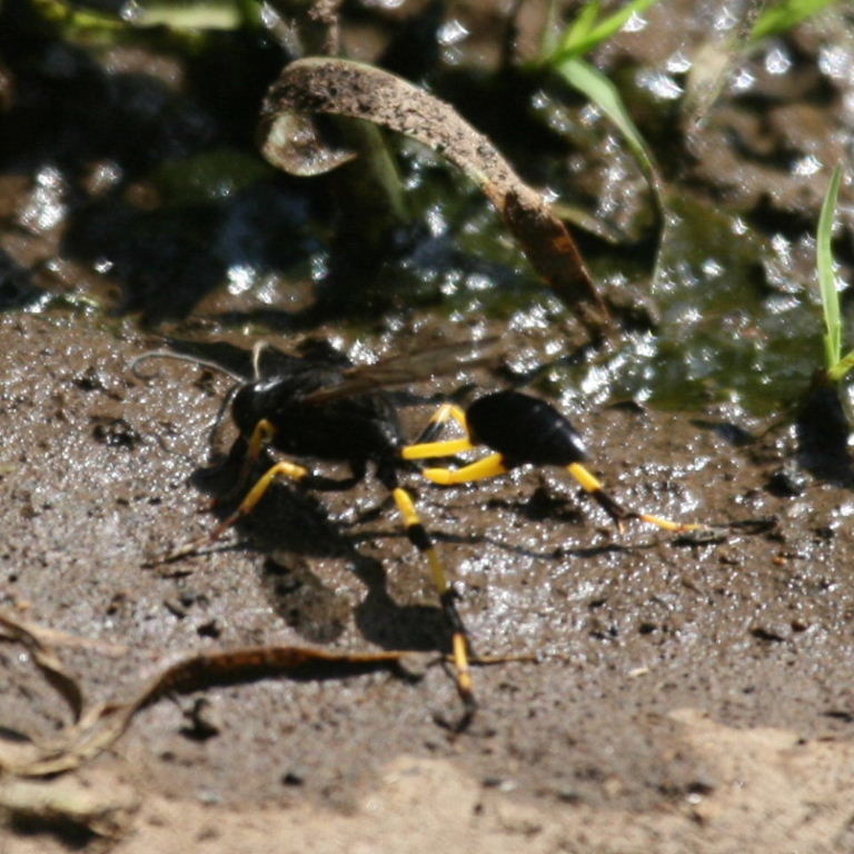 Mud Dauber Wasp Sceliphron spiriflex