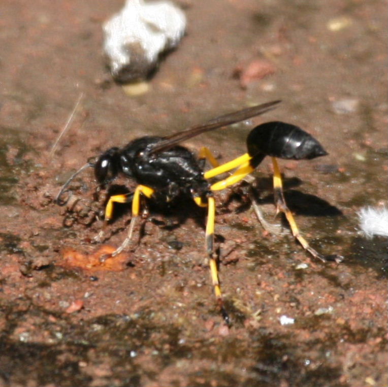Mud Dauber Wasp Sceliphron spiriflex gathering mud