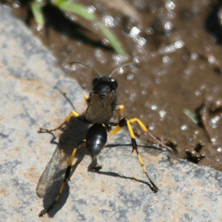 Mud Dauber Wasp Sceliphron spiriflex