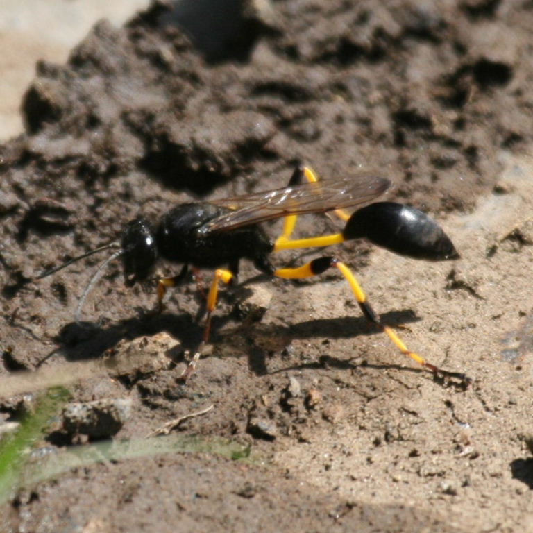 Mud Dauber Wasp Sceliphron spiriflex