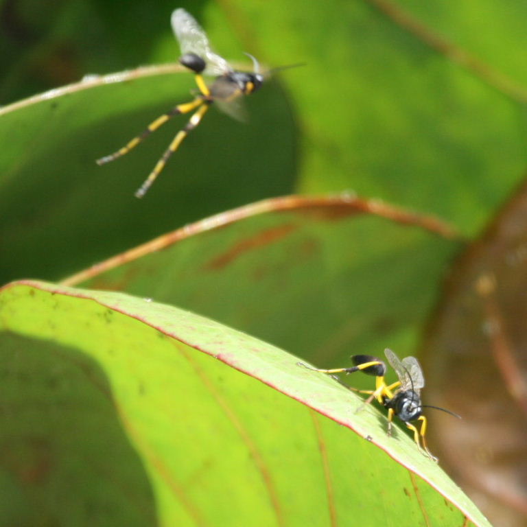 Digger Wasp Sceliphron spiriflex
