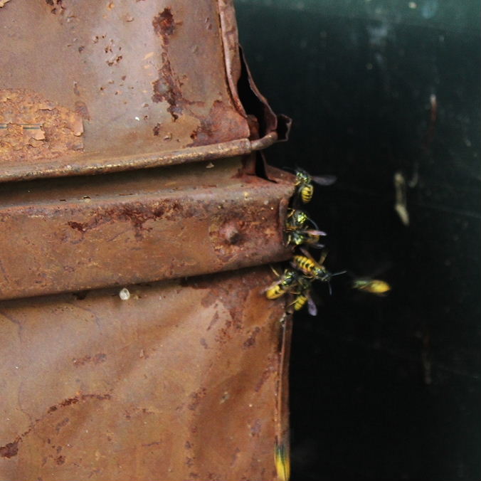 Wasps' nest