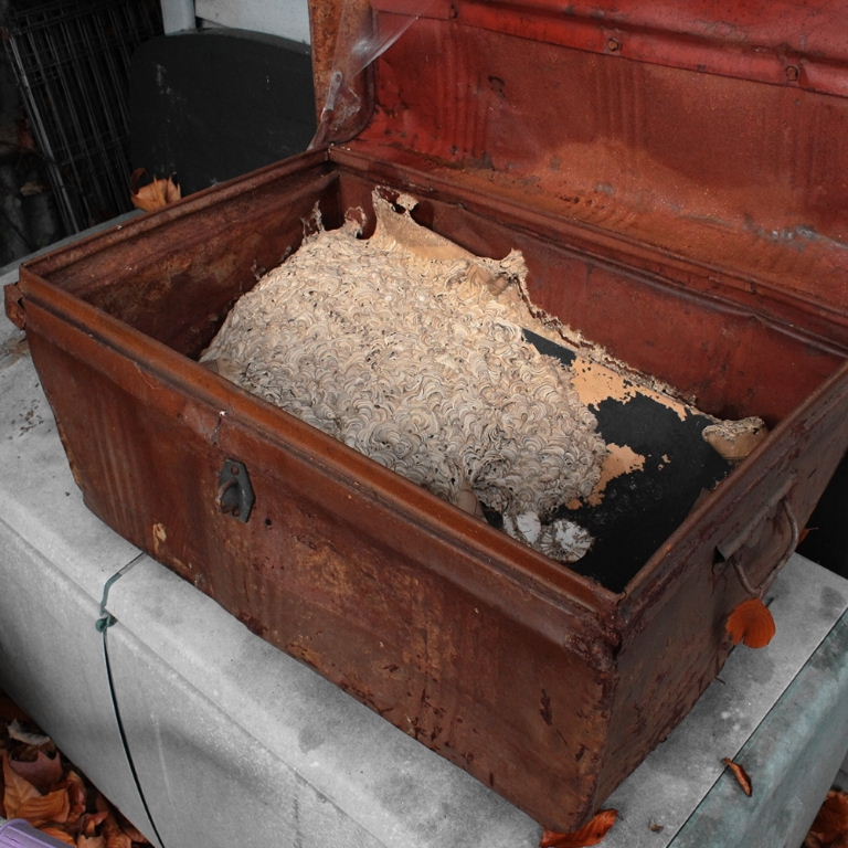 Wasps' nest