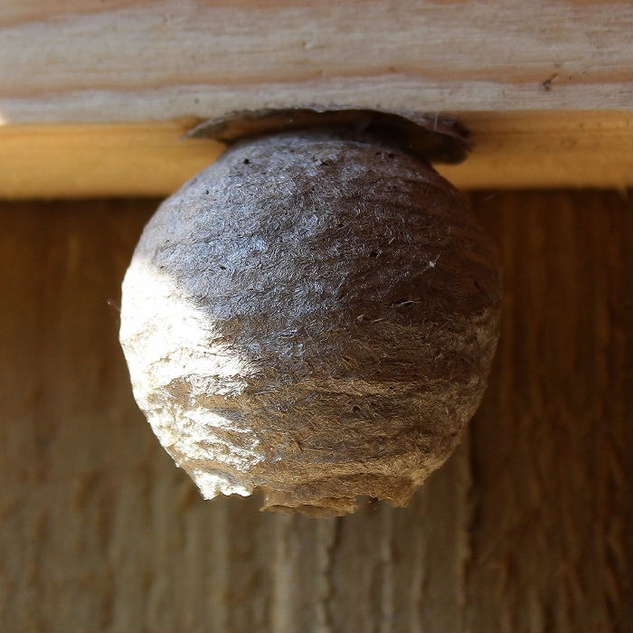 Saxon Wasps' nest core