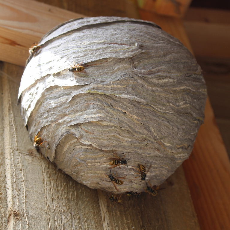 Saxon Wasps' nest