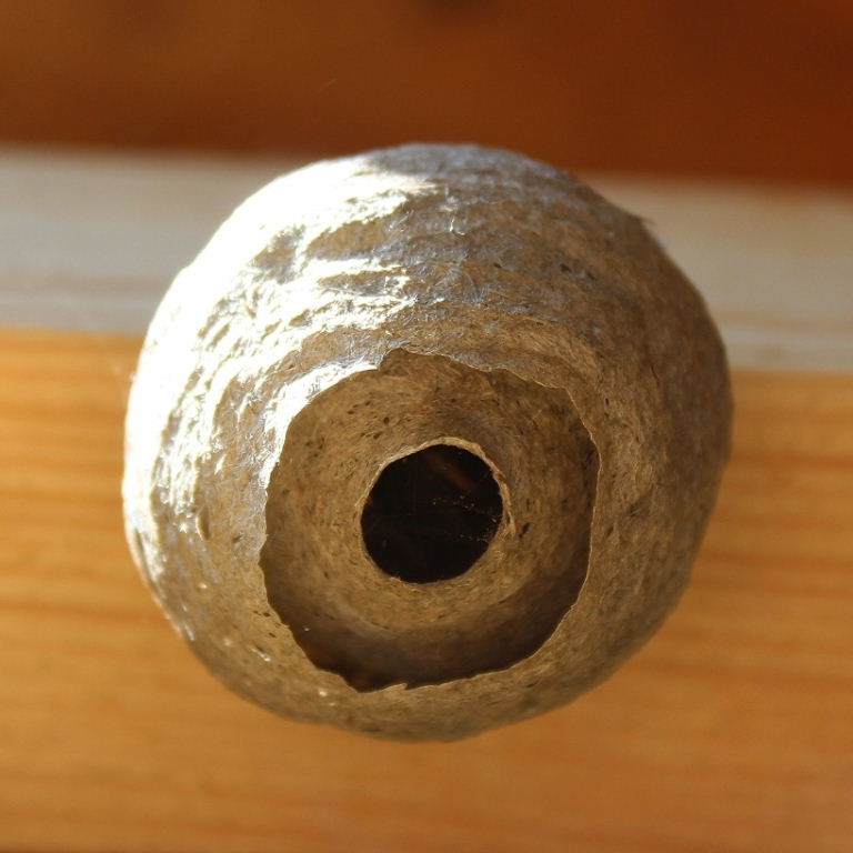 Saxon Wasps' nest core