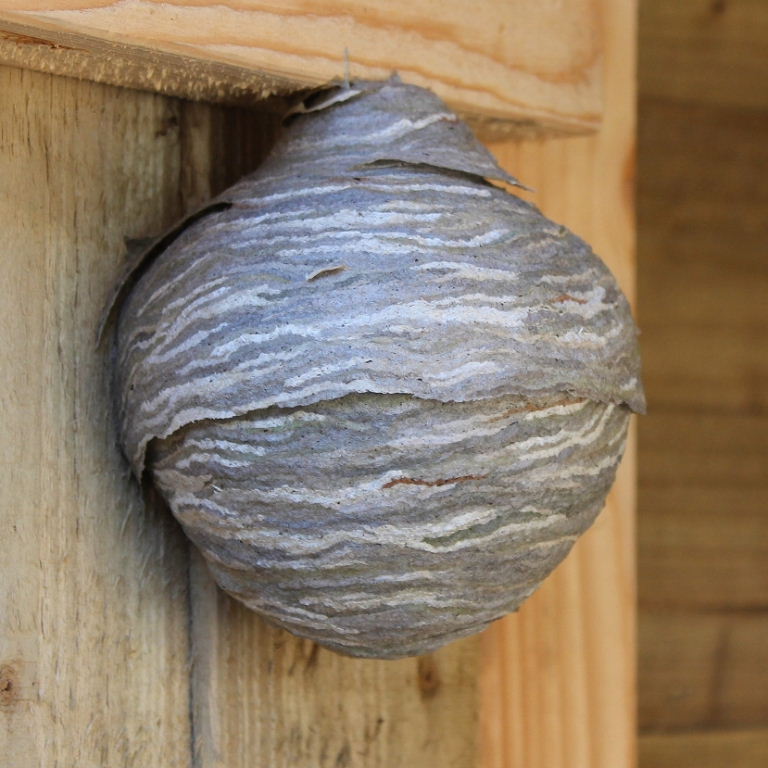 Saxon Wasps' nest
