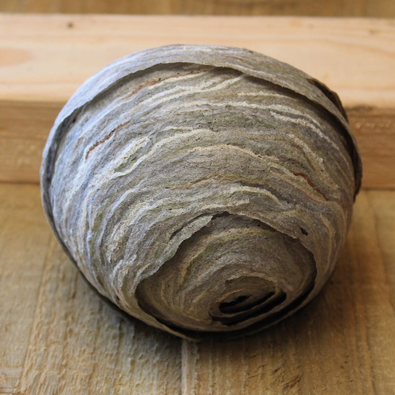 Saxon Wasps' nest