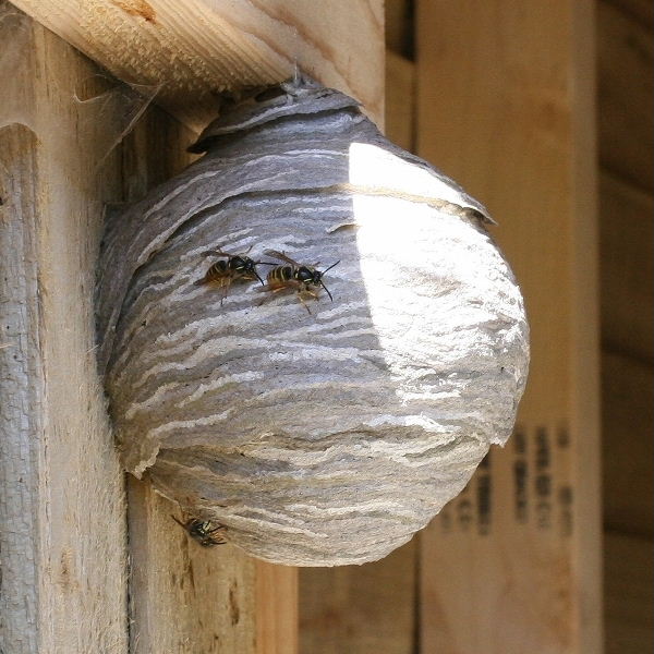 Saxon Wasps' nest