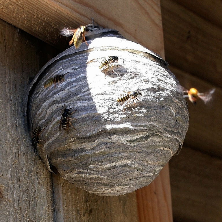 Saxon Wasps' nest