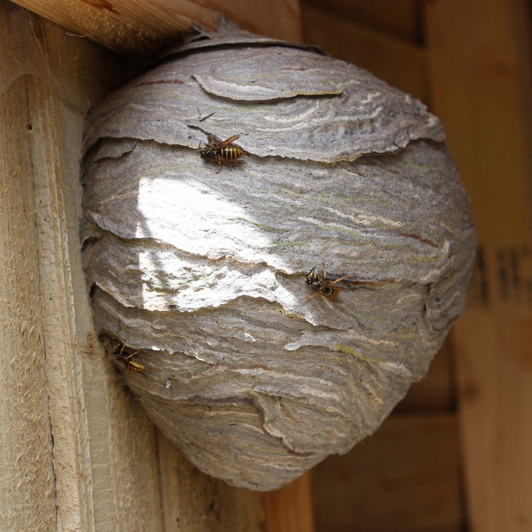 Saxon Wasps' nest
