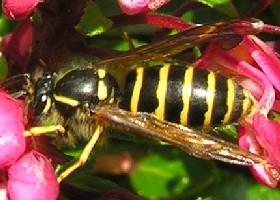 Saxon Wasp