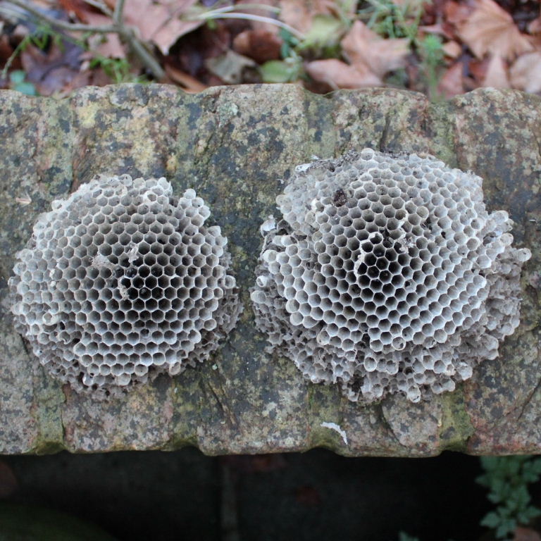 Wasps' nest
