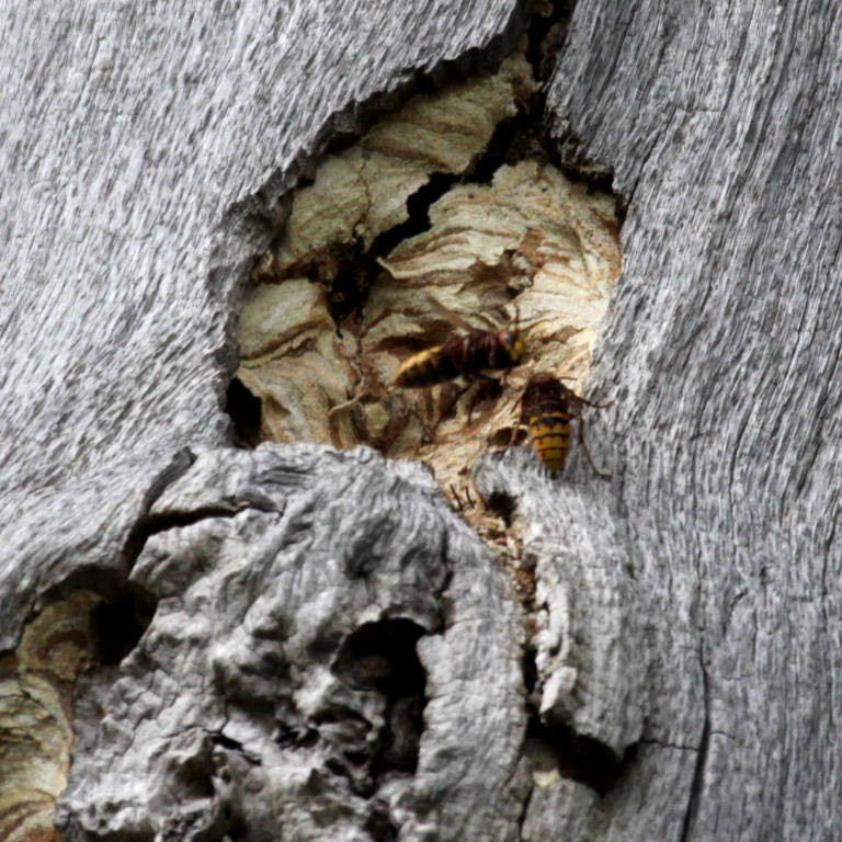Wasps' nest