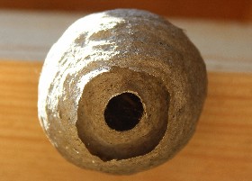 Saxon Wasps' nest