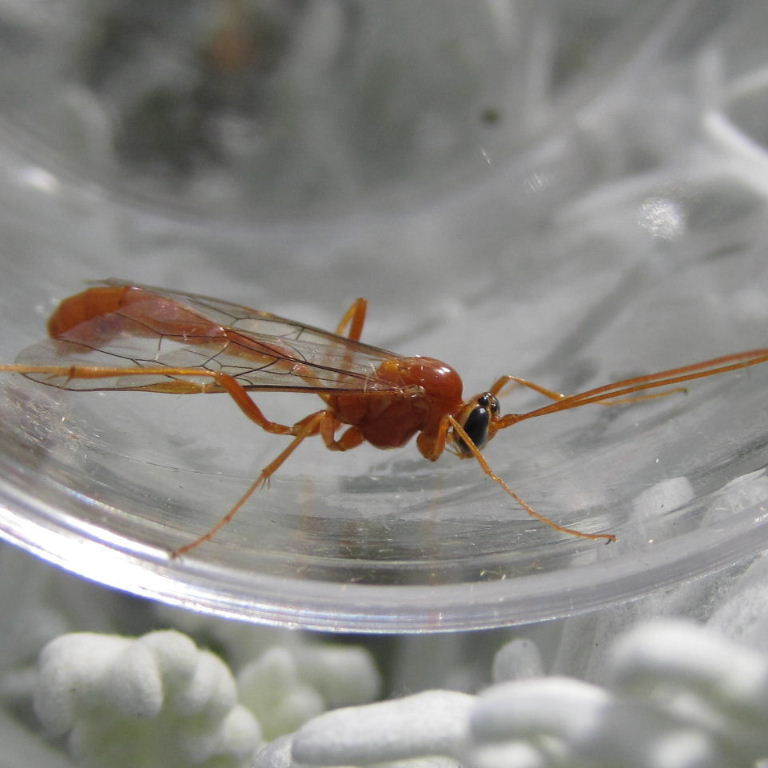 Ophion ichneumon wasp