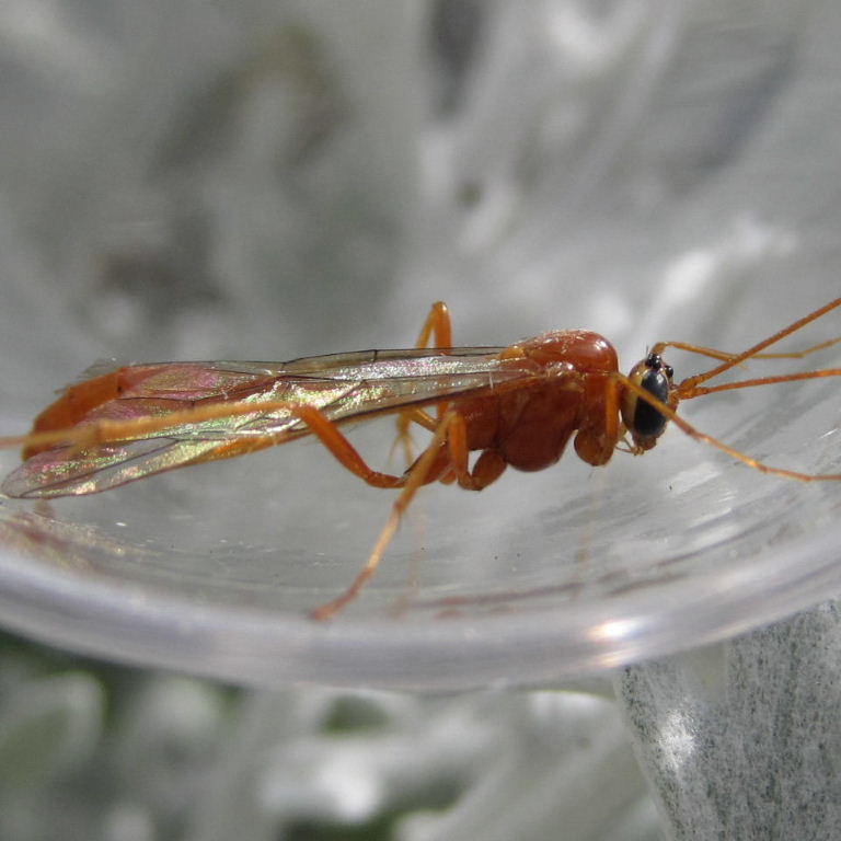 Ophion ichneumon wasp