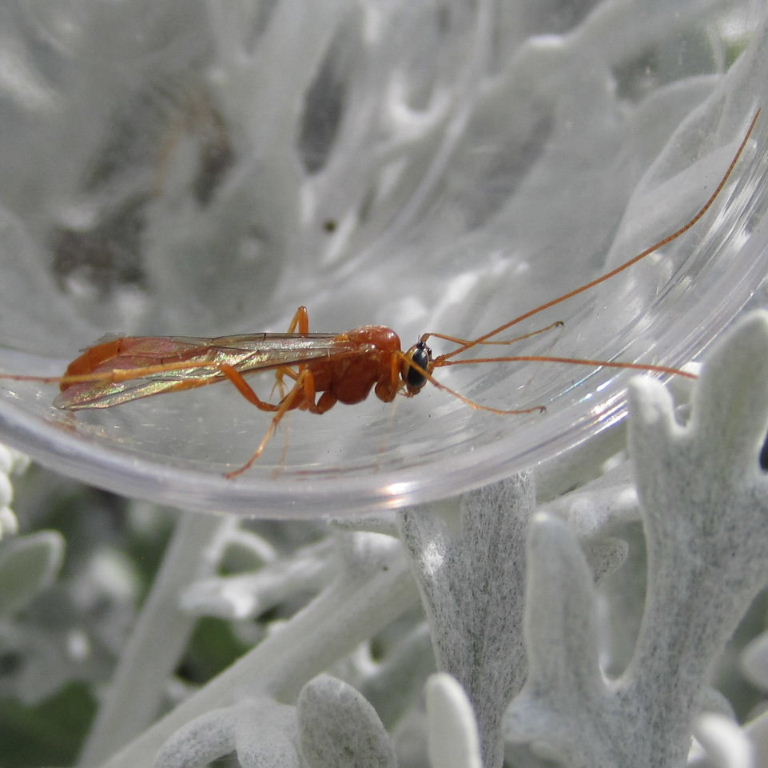 Ophion ichneumon wasp
