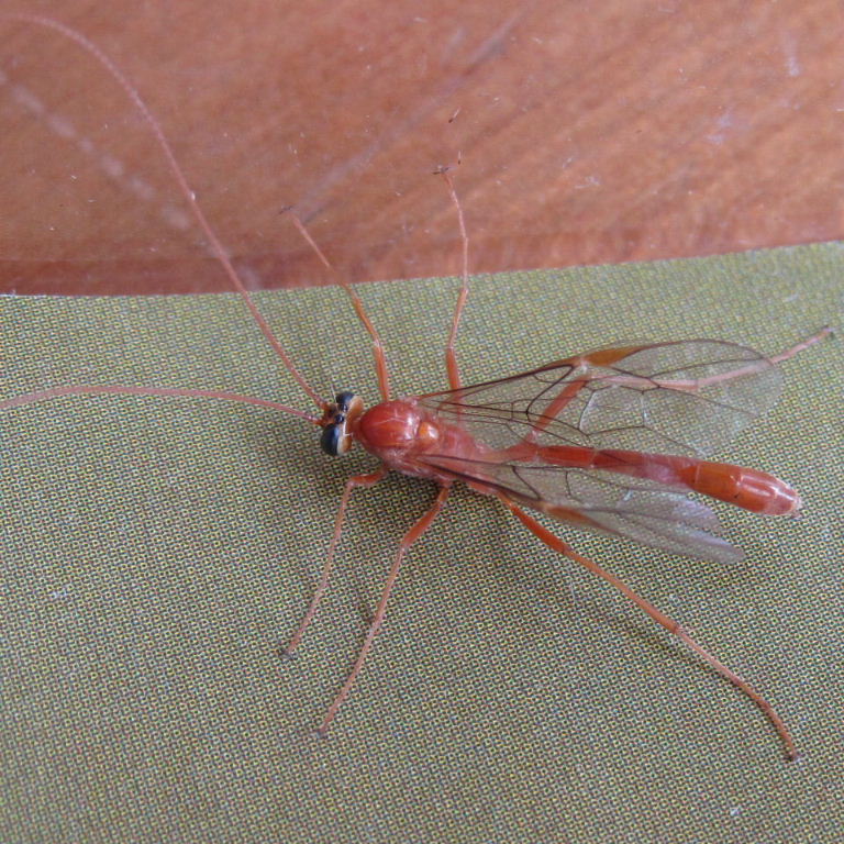 Ophion/Netelia ichneumon wasp