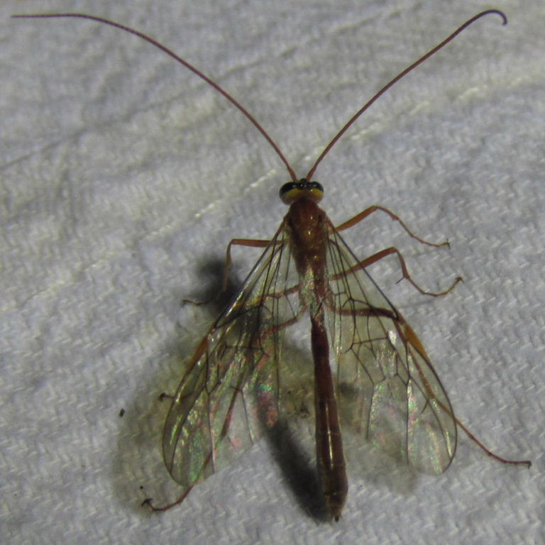 Ophion ichneumon wasp