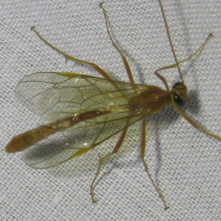 Ophion ichneumon wasp