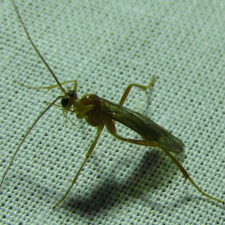 Ophion,Netelia ichneumon wasp