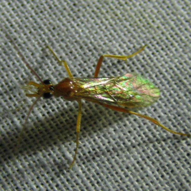 Ophion/Netelia ichneumon wasp