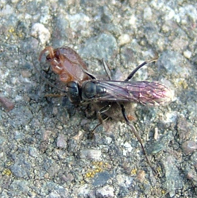Apechthis compunctor wasp