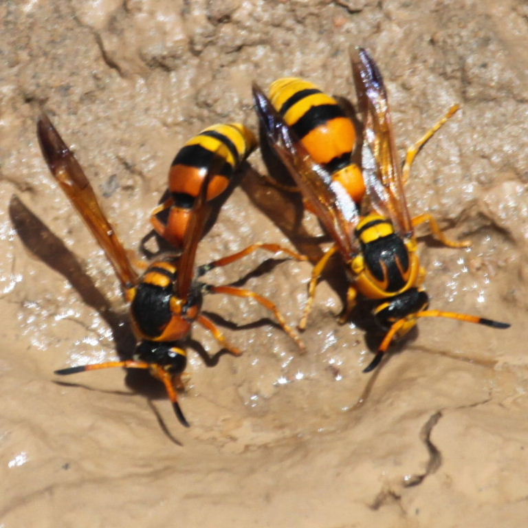Delta Potter Wasps