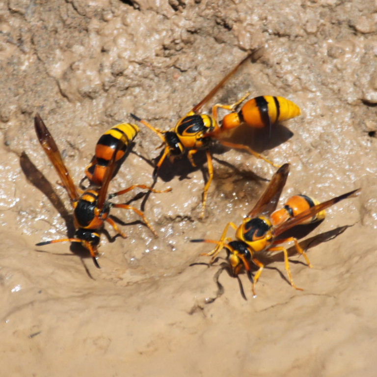 Delta Potter Wasps