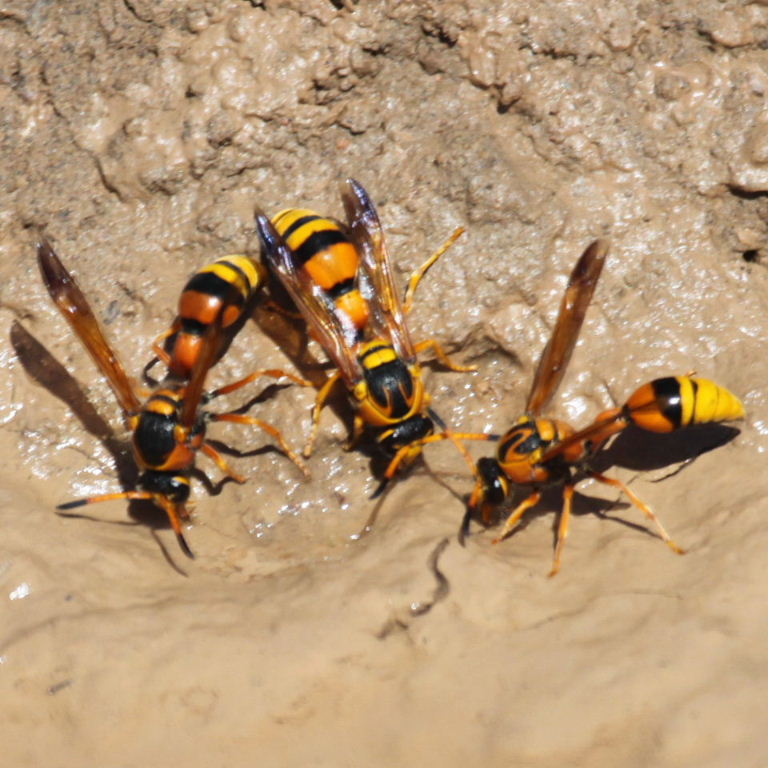 Delta Potter Wasps gathering mud