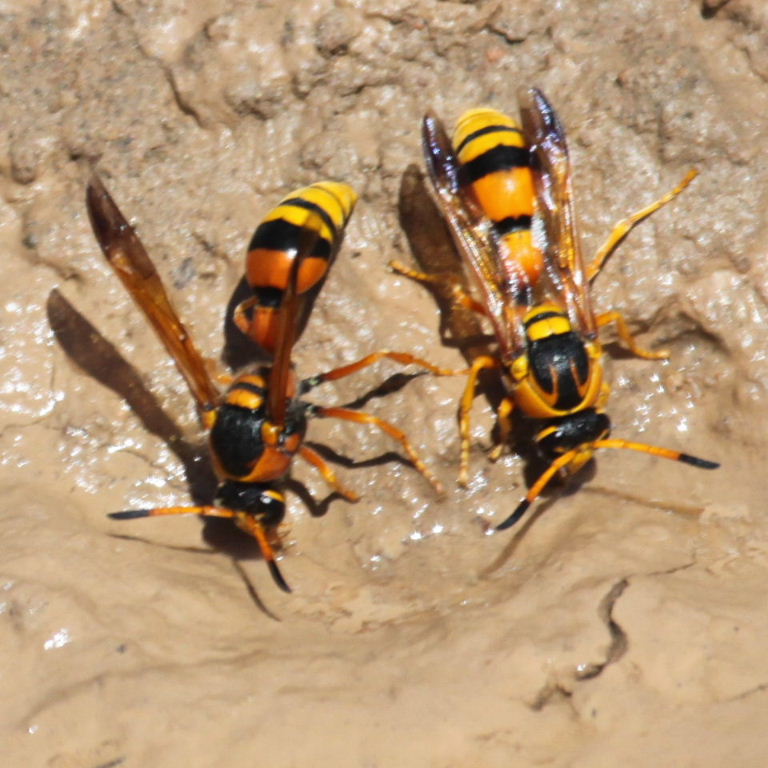 Delta Potter Wasps