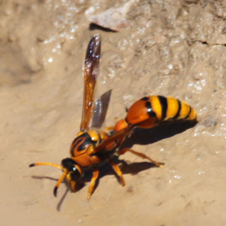 Delta Potter Wasp