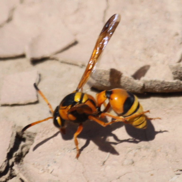 Delta Potter Wasp