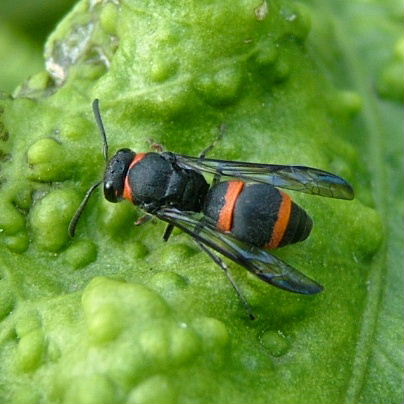 red-banded Potter Wasp female