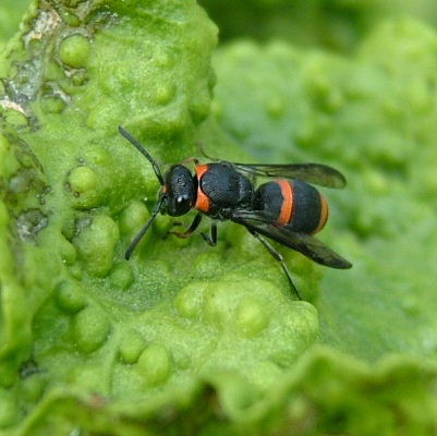 Ancistrocerus haematodes female