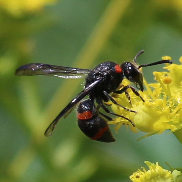 red-banded Potter Wasp
