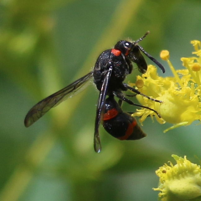 red-banded Potter Wasp