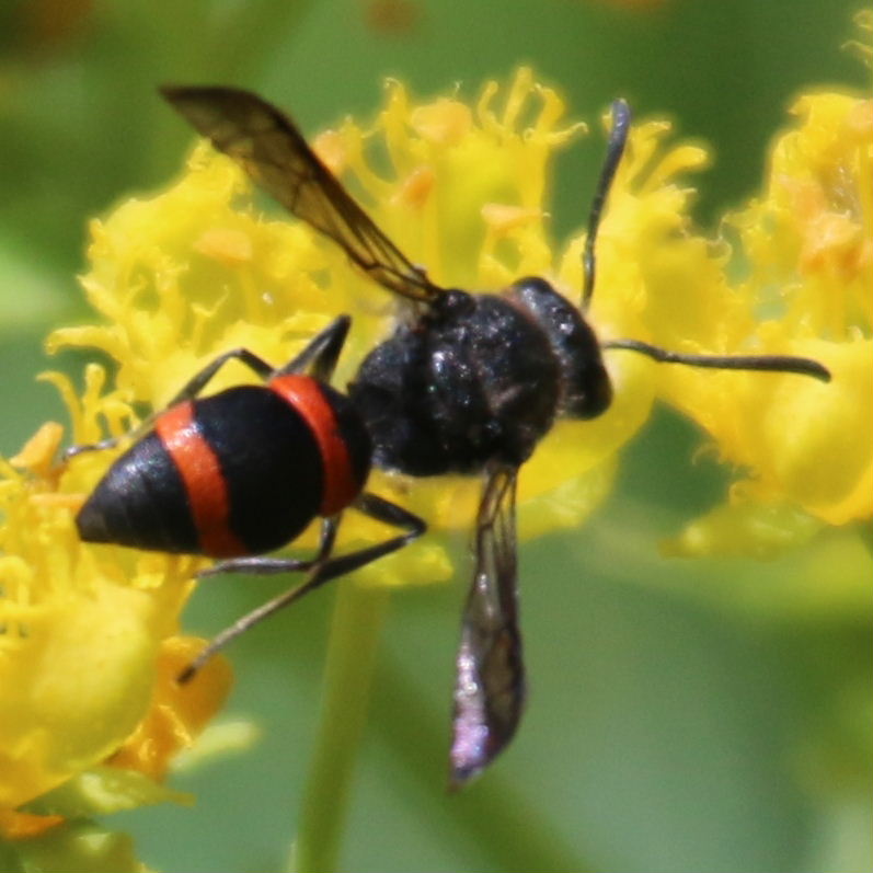 Ancistrocerus haematodes