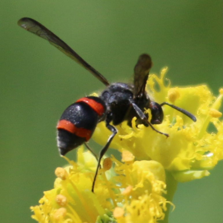 red-banded Potter Wasp