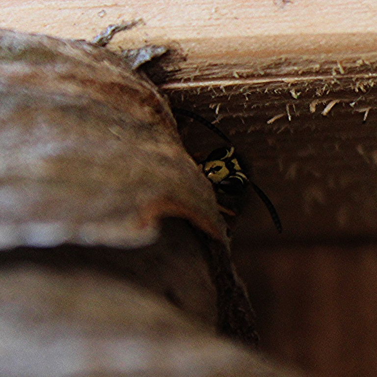 Saxon Wasp nest