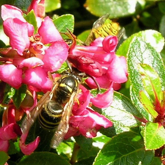 Saxon Wasp? with Common Wasp