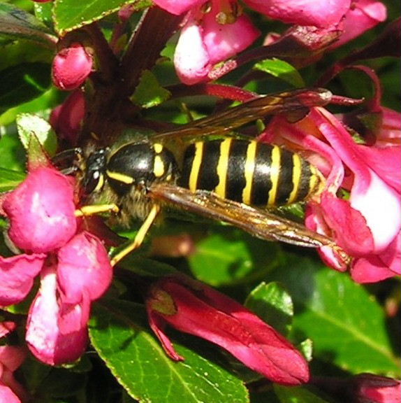 Saxon Wasp male?