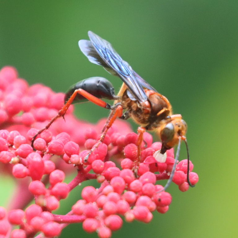 Silky Digger Wasp